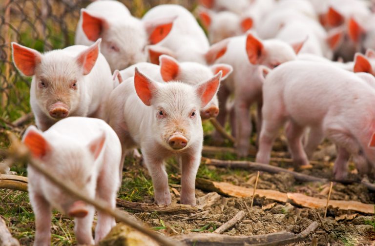 farm olympic village 6